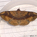 SL54J Anticarsia gemmatalis (Velvetbean Caterpillar Moth)