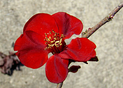 Quince Flower