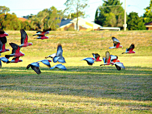 Galahs on the wing
