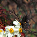 Tiger Swallowtail (Dark Form Female)