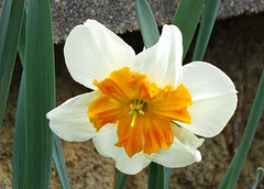 Papillon Daffodil