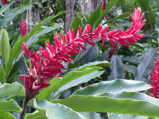 Ipernity St Lucia Botanical Gardens 7 11 March 2014 By
