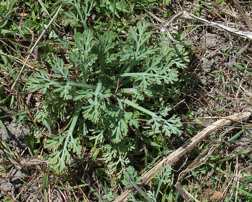 Escholschtzia Escholschtzia