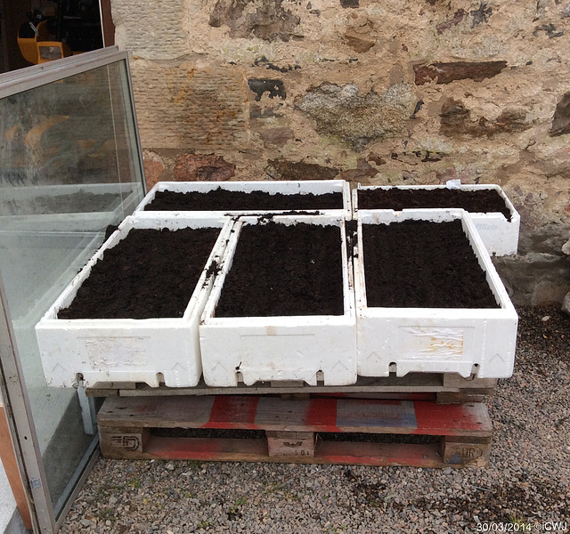 Polystyrene salmon boxes recycled for herb beds.