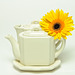 Yellow Gerbera Daisy with Tea High Key