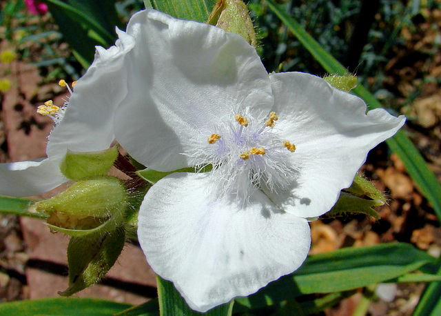 Spiderwort Flower - White