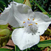 Spiderwort Flower - White