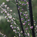 20091105-0187 Tamarix ericoides Rottler & Willd.