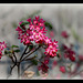 Ribes sanguineum - Groseiller à fleurs (3)