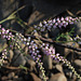 20091105-0205 Tamarix ericoides Rottler & Willd.