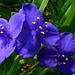 Blue Violet Spiderwort