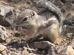 Picacho Peak Squirrel