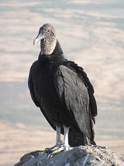 Picacho Peak Vulture