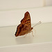 Tawny Emperor Butterfly #1