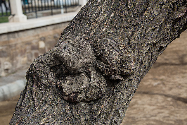 20140302 0225VRAw [TR] Baum, Melvana Kloster, Konya