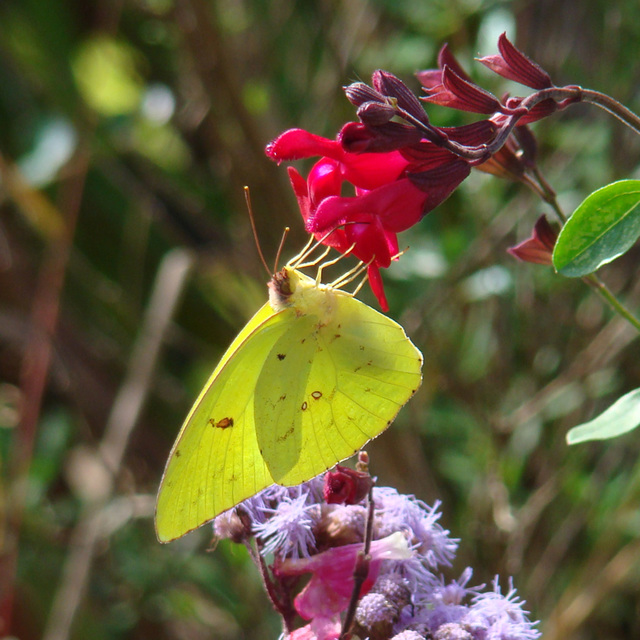 Cloudless Giant Sulphur Butterfly