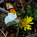 Falcate Orangetip Butterfly