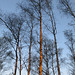 Birch Trees