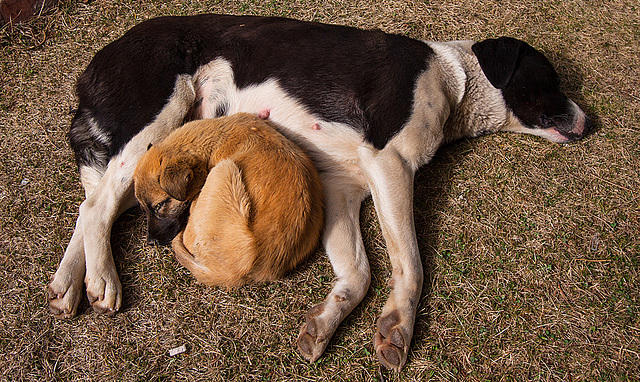 20140302 3323RAw [TR] Hunde, Taurusgebirge, Türkei