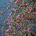 20100126-0619 Prunus cerasoides D.Don
