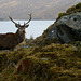 Stag blowing a raspberry!