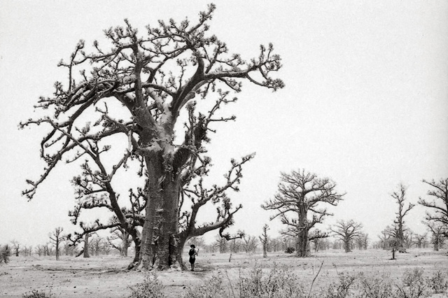 la marche des géants : les baobabs