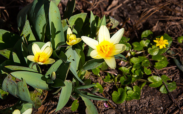 20140310 0826VRAw [D-E] Kleine Sterntulpe (Tulipa dasystemon), Gruga-Park, Essen