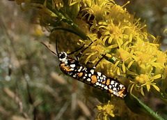 Alianthus Webworm Moth