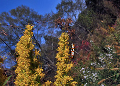 Alianthus Webworm Moth