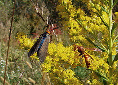 Virginia Ctenucha Moth and Wasp