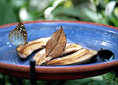 Dead Leaf Butterfly - Wings Closed