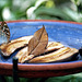 Dead Leaf Butterfly - Wings Closed