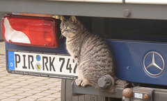 Katze mit Mercedes