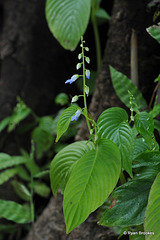 20111003-7763 Rhynchoglossum obliquum Blume