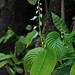 20111003-7763 Rhynchoglossum obliquum Blume