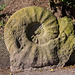 20140310 0788VRAw [D-E] Ammonit, Gruga-Park, Essen