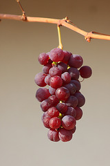 Grape Red