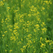 20090815-0083 Brassica juncea (L.) Czern.
