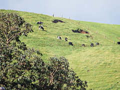Cows on the hill