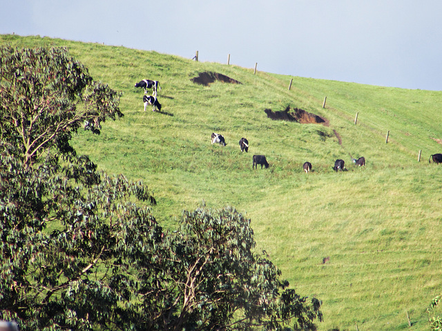 Cows on the hill