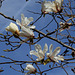 Magnolia sp