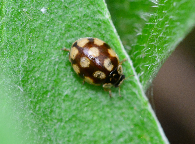 Cream-Spot Ladybird, Calvia 14-guttata