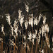 20140310 0766VRAw [D-E] Schilfrohr (Phragmites australis), Gruga-Park, Essen