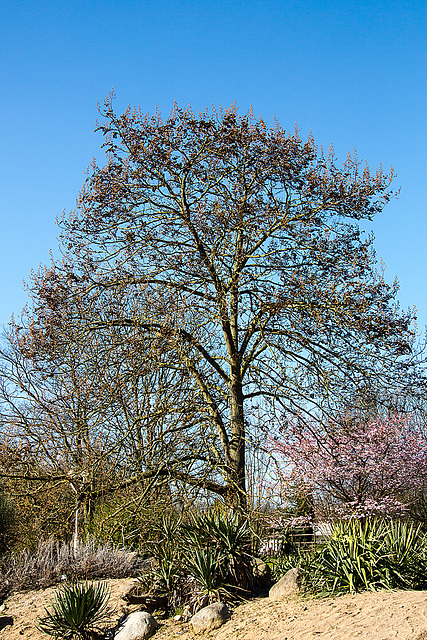 20140310 0755VRAw [D-E] Blauglockenbaum (Paulownia tomentosa), Gruga-Park, Essen