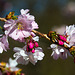 20140310 0748VRAw [D-E] Scharlachkirsche (Prunus sargentii 'Accolade'), Gruga-Park, Essen