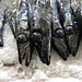 Funchal. Mercado dos Lavradores. Degenfische / Espada. ©UdoSm