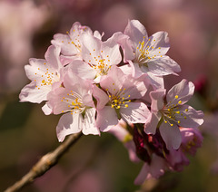 Kirschblüte DSC04854