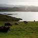 Cows & Loch Thùrnaig