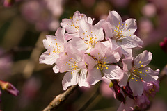 Kirschblüte DSC04852
