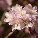 Kirschblüte DSC04852